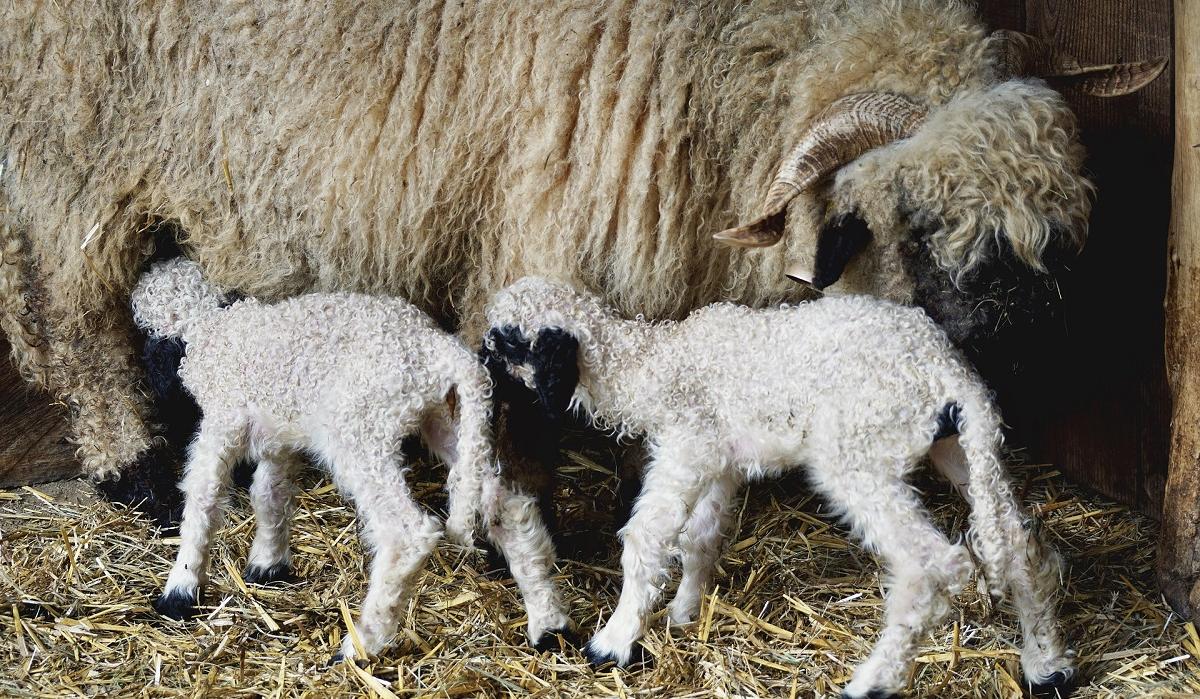 Nachwuchs bei unseren Walliser Schwarznasenschafen