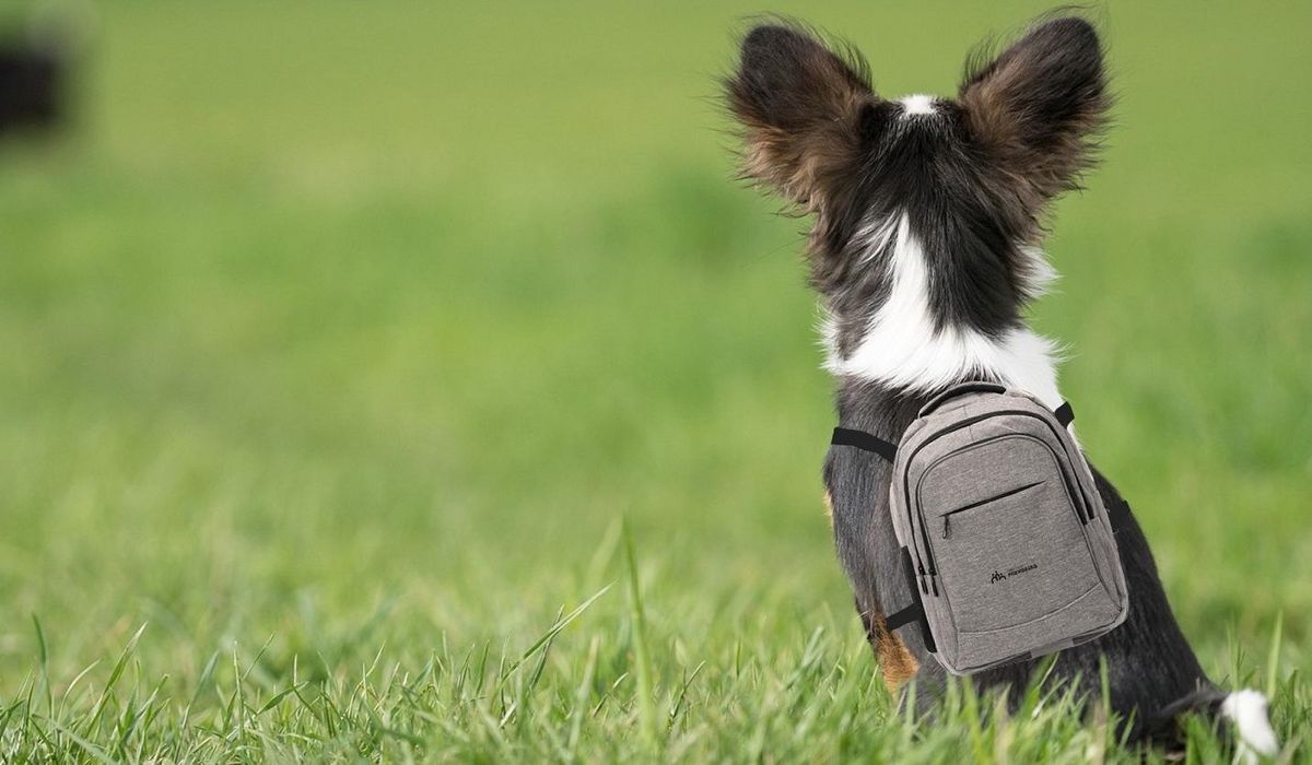 In Frienisberg - üses Dorf kann der Hund mit